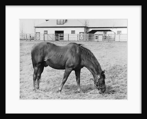 Man O' War Out to Pasture by Anonymous