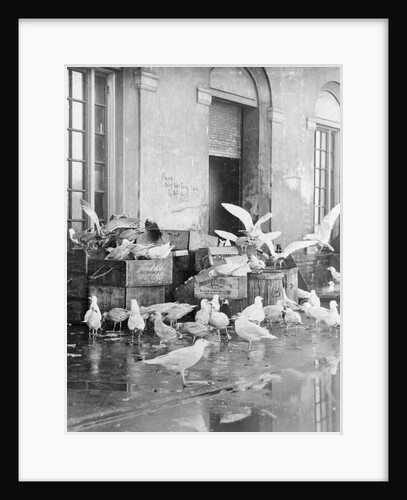 Shot of Scavenger Birds by Anonymous