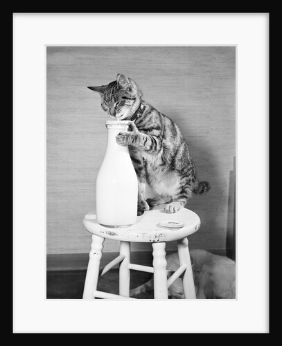 Cat Standing on Stool with Milk Bottle by Anonymous