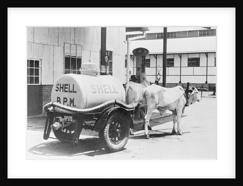 Oil Tanks Being Drawn by Buffalos by Anonymous