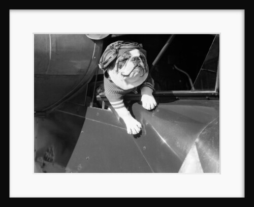 Dog Flying in Aircraft by Anonymous