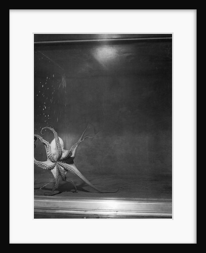 Octopus on Exhibition by Anonymous