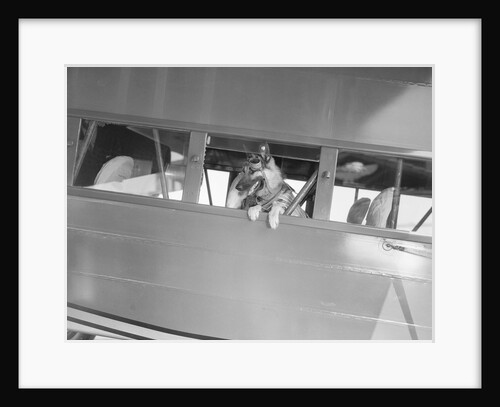 Rin Tin Tin Posing in Airplane by Anonymous