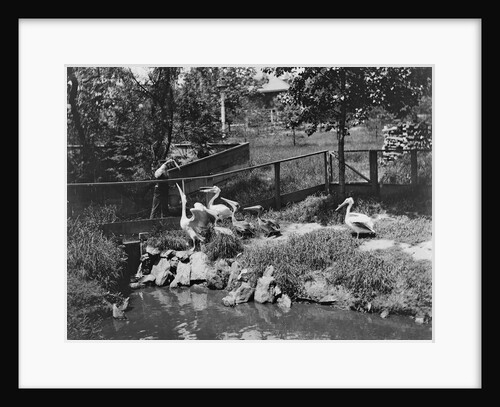 Pelicans Being Feed at Philadelphia Zoo by Anonymous