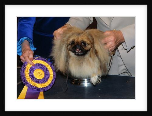 Dog Sitting on Trophy by Anonymous
