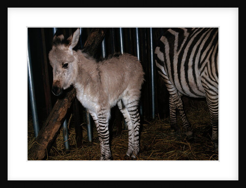 Gene Spliced Zebra and Donkey Specimen by Anonymous