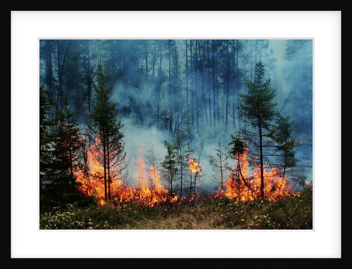 Forest Fire Blazing by Anonymous