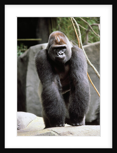 Gorilla Prancing on Rock Display by Anonymous