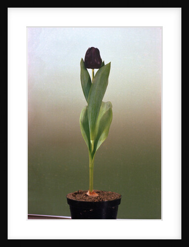 Black Tulip by Anonymous