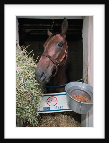 Thoroughbred Horse Eating Hay by Anonymous