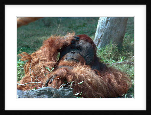 Orangutan in Unusual Pose by Anonymous