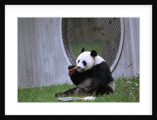 Ling Ling Enjoying a Carrot at the Zoo by Anonymous