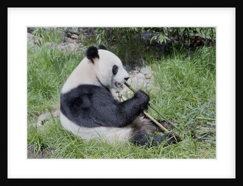 Giant Panda Eating Bamboo Shoots by Anonymous