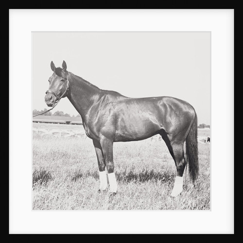 Race Horse Citation Pausing in Field by Anonymous