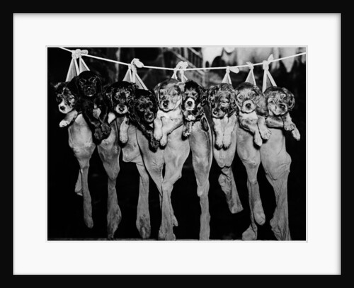 Puppies Hanging from a Clothesline by Anonymous