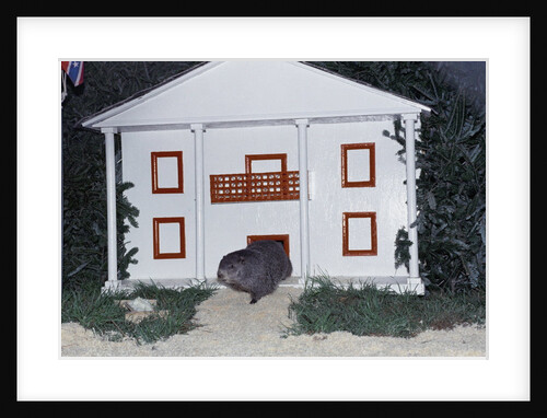 Groundhog Checking for His Shadow by Anonymous