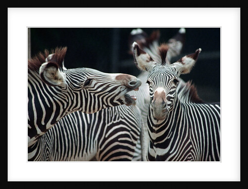 Zebras as Friends by Anonymous