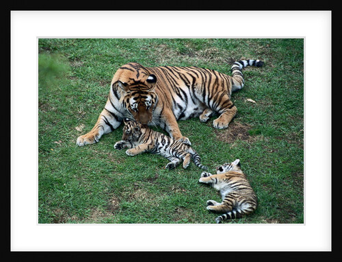 Siberian Tigers Playing with Mother by Anonymous