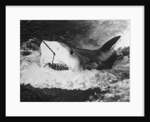 Large Captured Shark Hooked by the Mouth by Anonymous