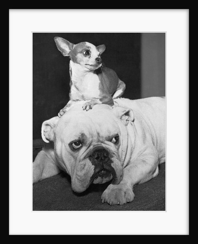 Chihuahua Seated on a Bulldog by Anonymous