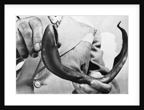 Sea Lamprey Being Held up for Display by Anonymous