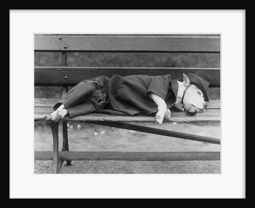 Sleeping Dog in Outfit by Anonymous