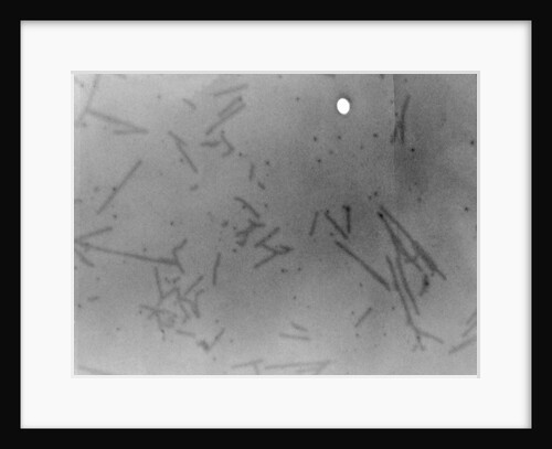 View of Microscopic View of Influenza by Anonymous