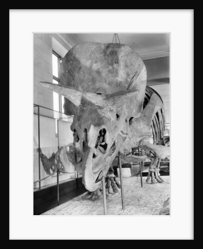 Display of Large Prehistoric Skeleton by Anonymous