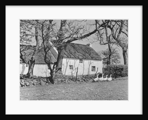 Geese in Ireland by Anonymous