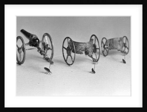 Flea Pulling Miniature Chariot by Anonymous