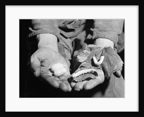 Man Holding Silkworms by Anonymous
