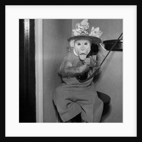 Monkey Talking on the Telephone by Anonymous