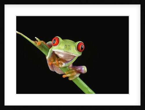 Red Eyed Tree Frog by Anonymous