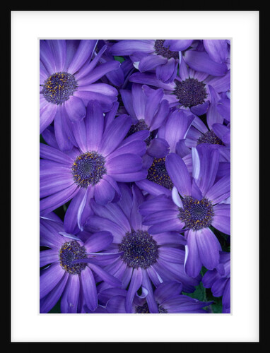 Purple Cineria Blossoms by Anonymous
