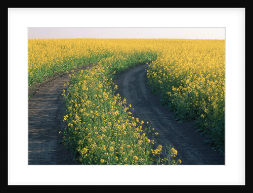 Canola Field in Bloom by Anonymous