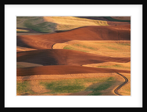 Fields in the Palouse by Anonymous