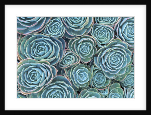 Succulents by Anonymous