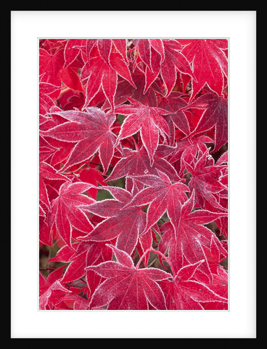 Frost Covered Japanese Maple Leaves by Anonymous