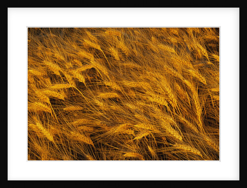 Wheat Field Ready For Harvest In Washington by Anonymous