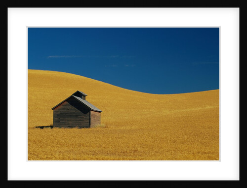 Shed in a Wheat Field by Anonymous