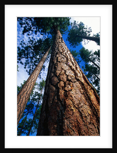 Looking Up a Ponderosa Pine Tree by Anonymous