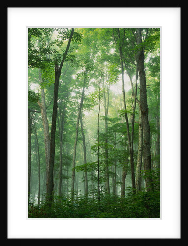 Fog Rising in Grove of Maple Trees by Anonymous