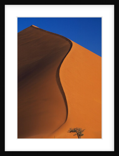 Tree and Sand Dune by Anonymous