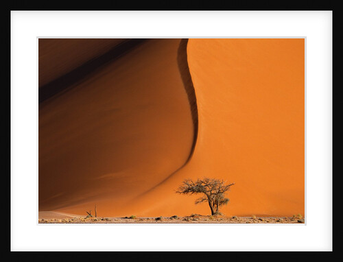 Tree and Sand Dune, Namib Desert by Anonymous