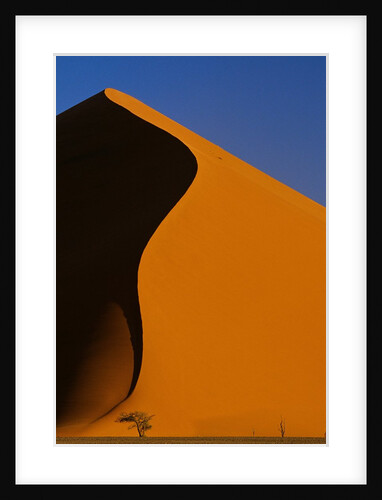 Tree and Sand Dune, Namib Desert by Anonymous