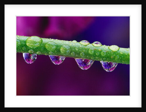 Dew Drops on Iris Stem by Anonymous