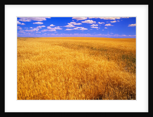 Golden Wheat Field under Blue Sky by Anonymous