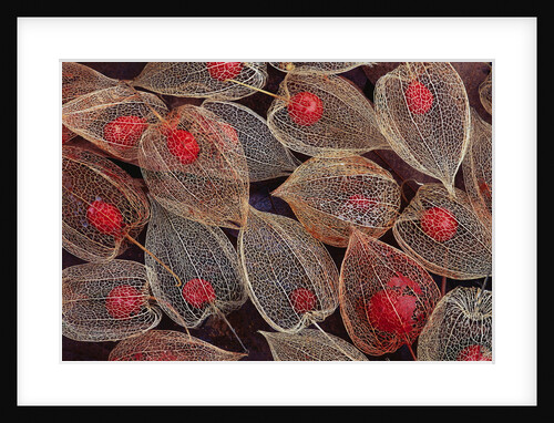 Fruits of a Chinese Lantern Plant by Anonymous