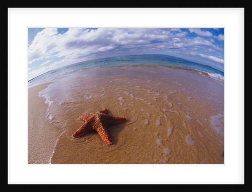 Starfish at Kihei Beach by Anonymous
