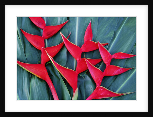 Red Heliconia Flowers by Anonymous